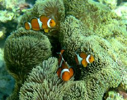 Fred, Bob and Mary - Amphiprion ocellaris in Stichodactyl... by Michael Arvedlund 